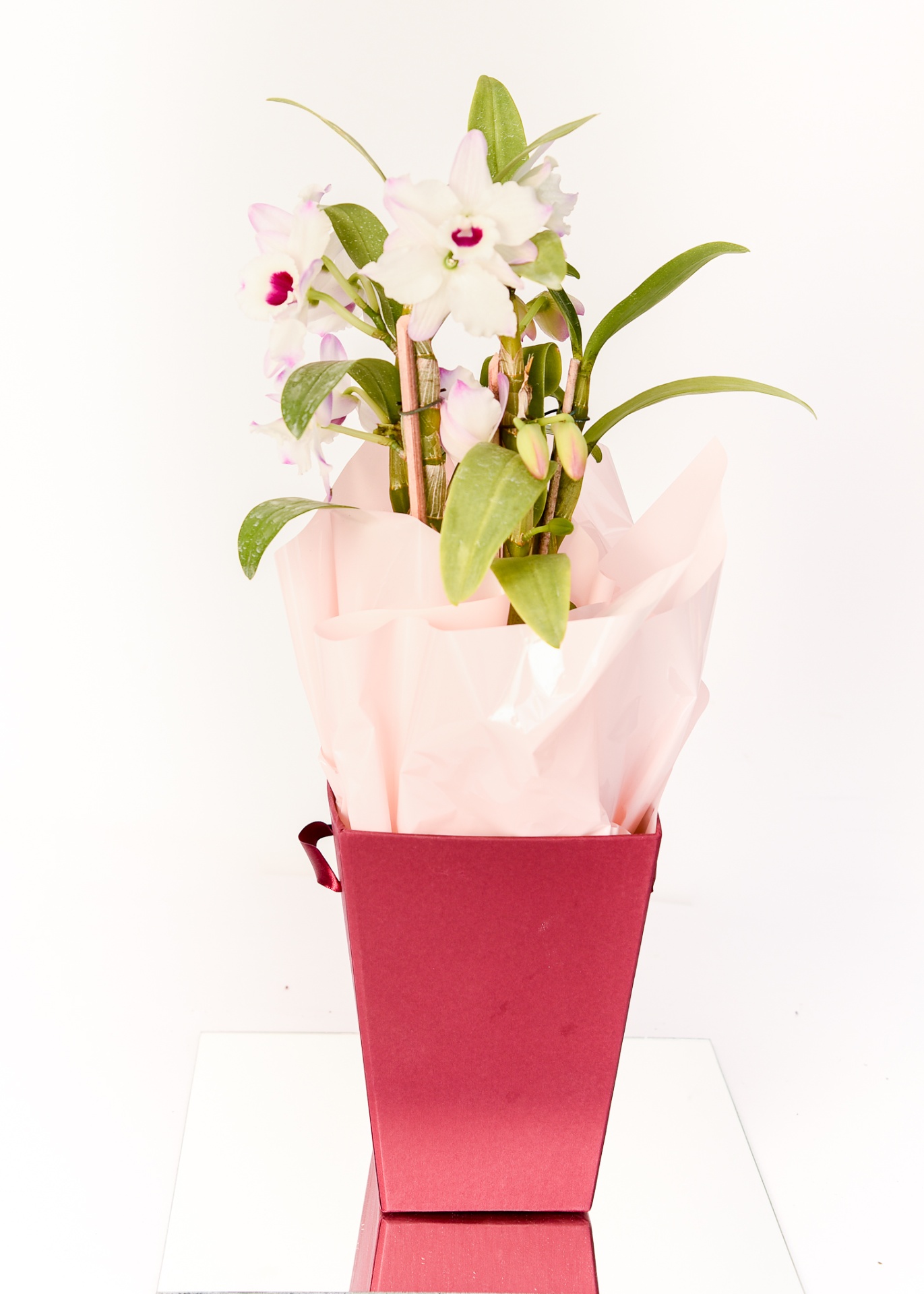 Orquídea Dendrobium Rosé