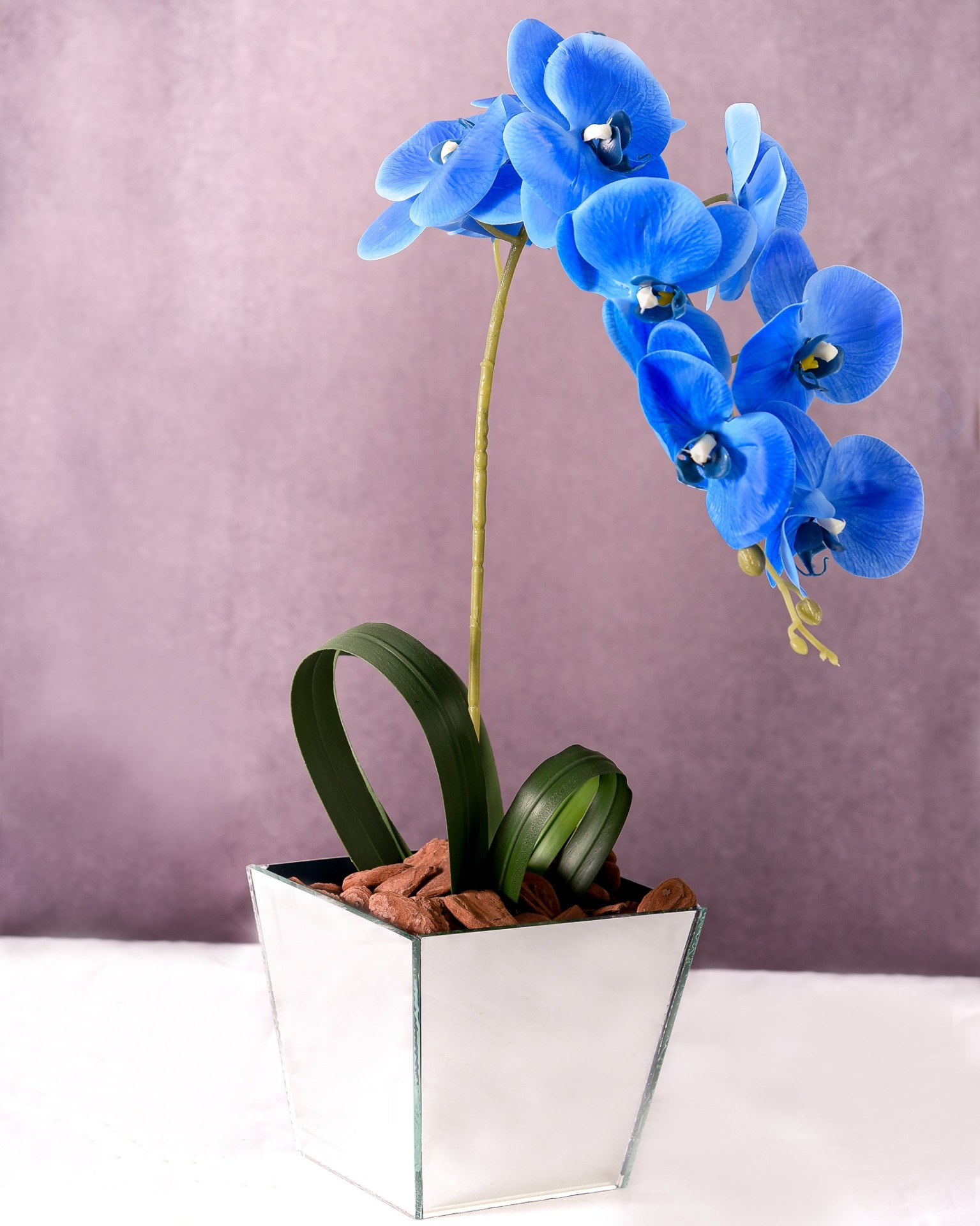 Orquídea Azul Premium