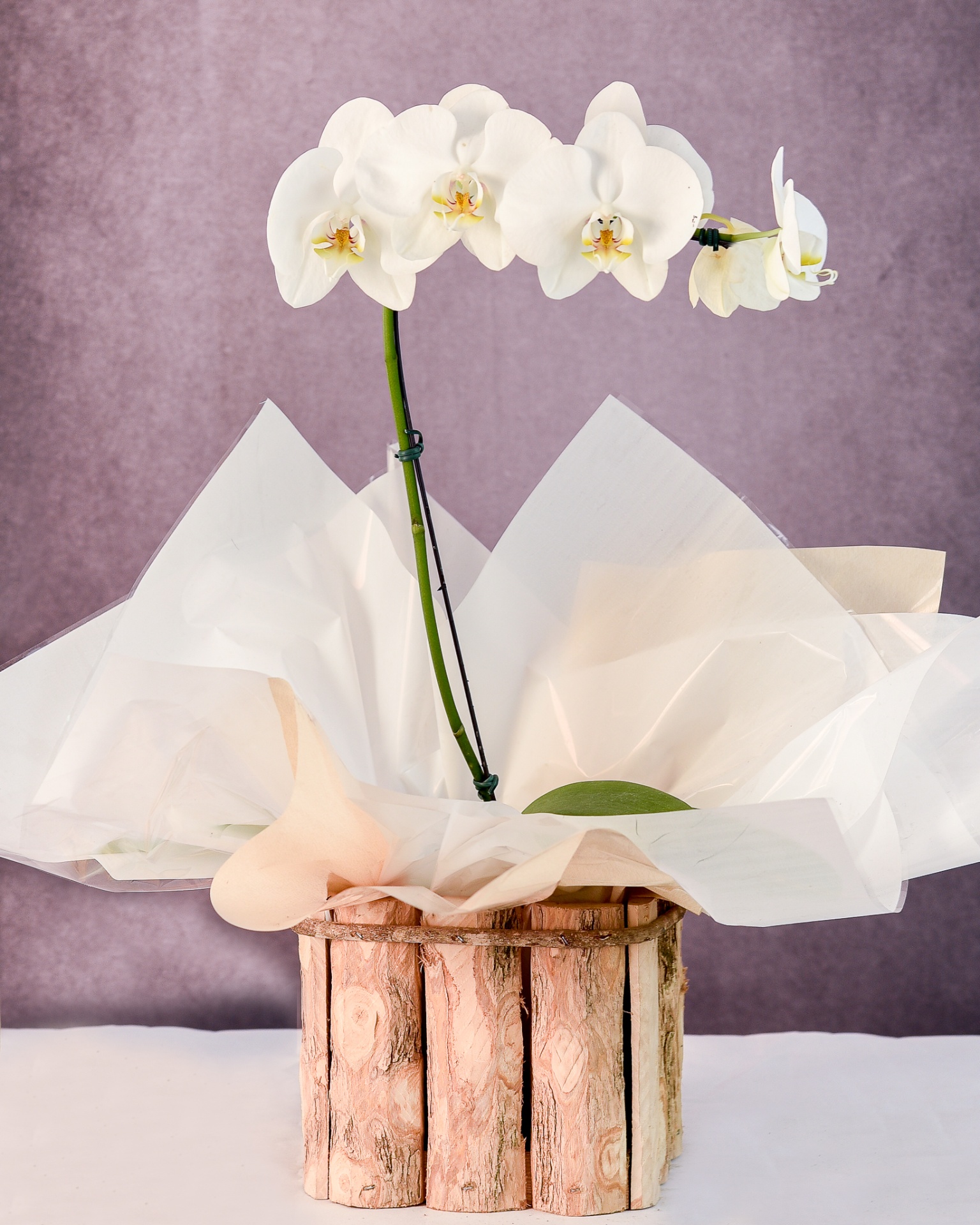 Orquídea Branca Rústica